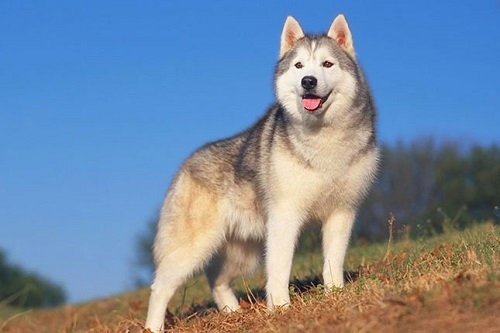 chó husky 2 màu mắt giá bao nhiêu