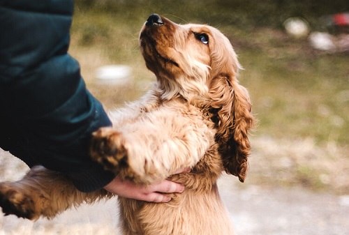 giá chó cocker tại hà nội