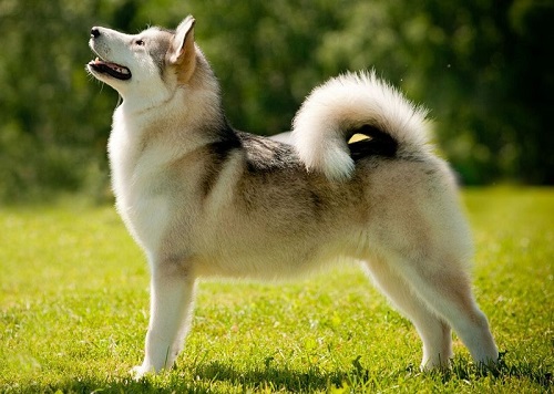chó husky đẹp nhất thế giới
