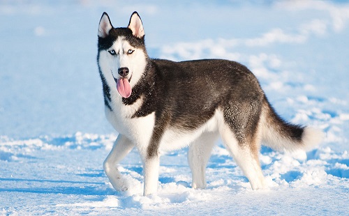 chó alaska husky