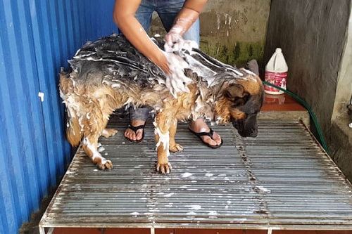 Tắm rửa cho chó Becgie Bỉ Malinois