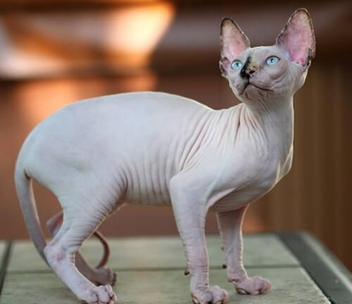 English Bellow  Sphynx là một trong những giống mèo đắt nhất thế giới có  nguồn gốc từ Canada tuy nhiên vì ngoại hình khá giống vớ  Hình xăm Hình