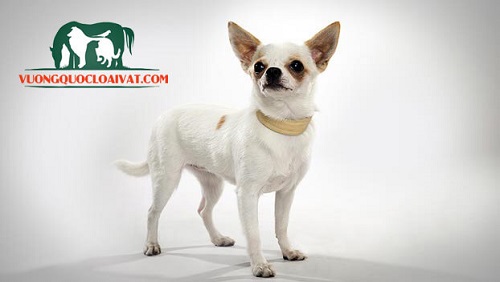 Chó Chihuahua  Giống Chó Nuôi Nhỏ Nhất Thế Giới