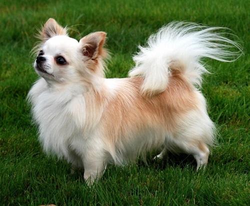 con chó nhỏ nhất trên thế giới