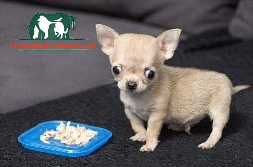 chó chihuahua thích ăn gì