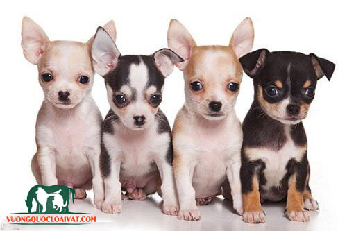 chó chihuahua bao nhiêu tiền