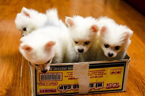 chó pomeranian bao nhiêu tiền