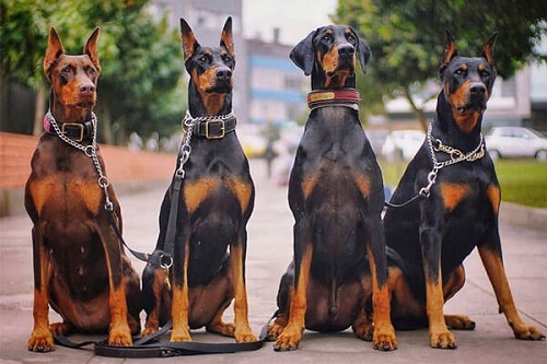 chó cảnh doberman