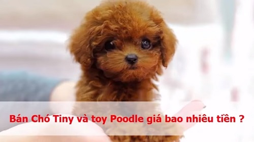 chó poodle con giá bao nhiêu