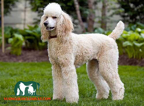 chó poodle giá 1 triệu