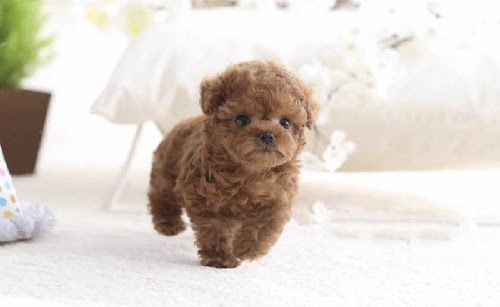 Môi trường sống của chó Poodle Tiny