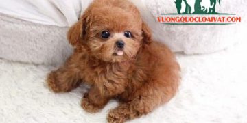 chó teacup