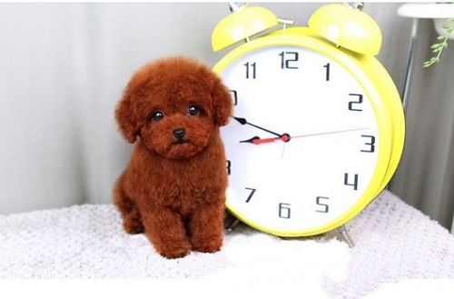 Chó Poodle Tiny Màu Nào Đẹp Nhất? Giá Bao Nhiêu Tiền? Mua Ở Đâu