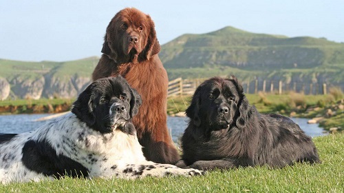 chó newfoundland giá bao nhiêu