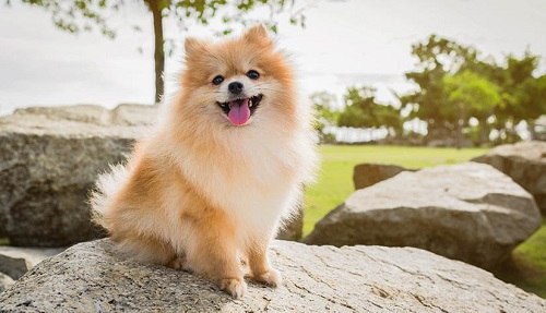 giống Chó Pomeranian có dễ nuôi không