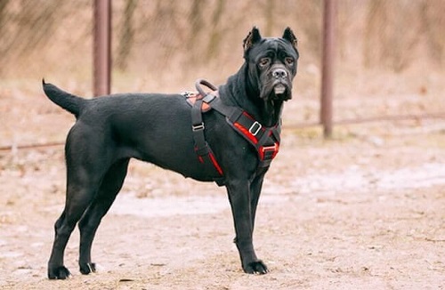 kinh nghiệm huấn luyện chó cane corso