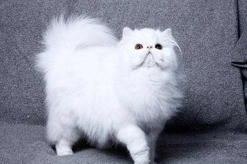 Mèo ba tư lông trắng