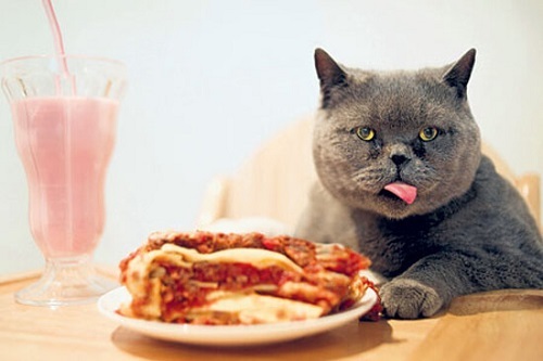mèo ba tư thích ăn gì nhất