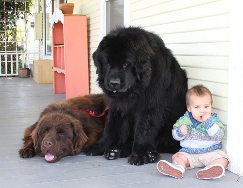 giá bán chó newfoundland