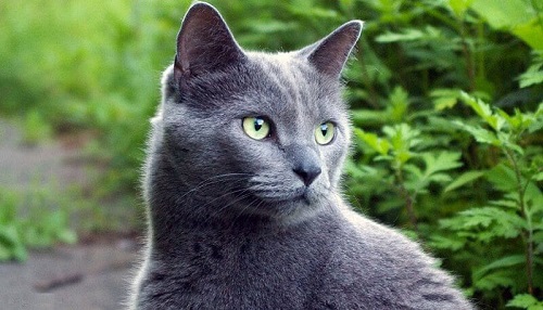 Mèo Nga Russian Blue giá bao nhiêu? Mua, Bán ở đâu tại Hà Nội