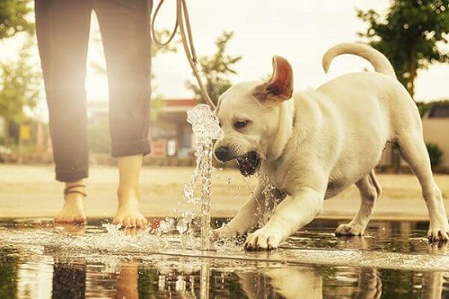tắm cho chó đáng yêu