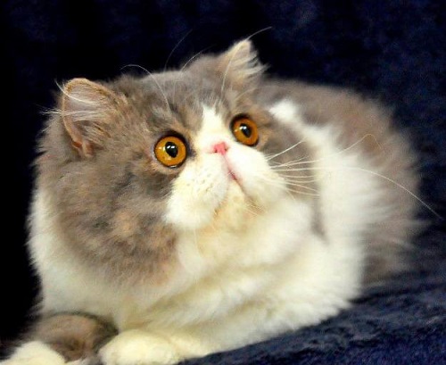 Giống mèo Ba Tư quý tộc và những tính cách thú vị