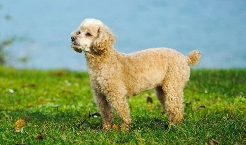 Chó Toy Poodle