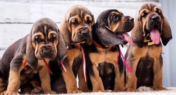 Bloodhound dog