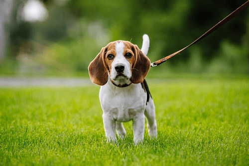 Giống Chó tai to Beagle