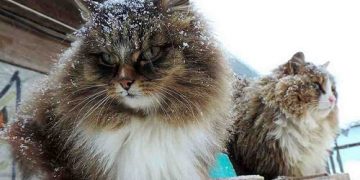 mua mèo siberian