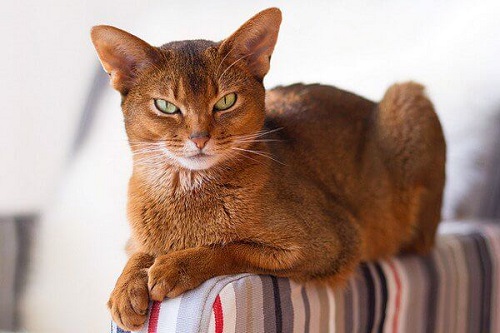 mèo abyssinian