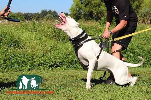 giống chó dogo argentino