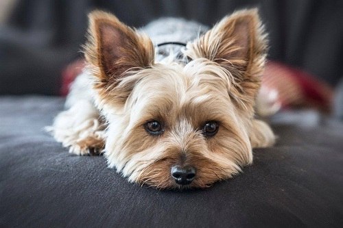 sức khỏe giống chó sục Yorkshire Terrier