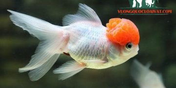 cá vàng ranchu hà nội