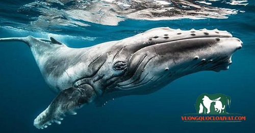 cá voi xanh to nhất thế giới
