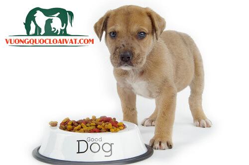 Top 5 loại thức ăn hạt phổ biến cho chó lớn & nhỏ