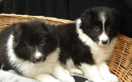 chó border collie giá