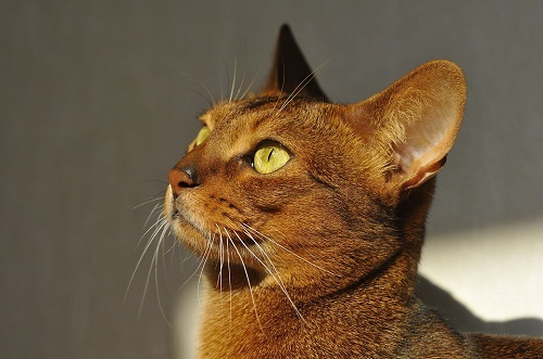 mèo abyssinian giá bao nhiêu