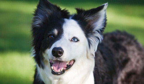 chó border collie gia bao nhieu