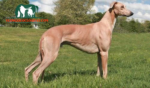 chó greyhound