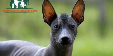 các giống chó không rụng lông