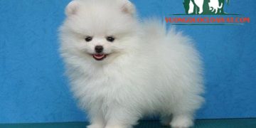 TOP 8 giống chó lông dài, xù GIÁ RẺ được yêu thích nhất tại Việt Nam