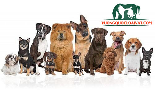 12 giống chó Thông minh, Khôn nhất ở Việt Nam và Thế Giới