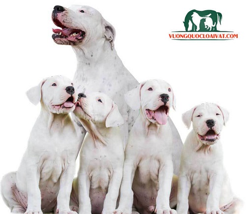 bán chó dogo argentino hcm