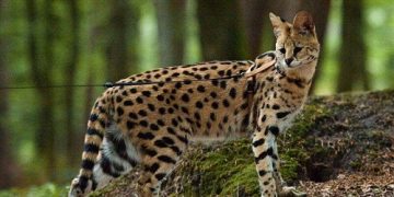mèo savannah