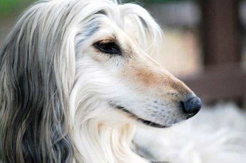 Chó săn Afghanistan- Giống chó quý tộc và lạnh lùng nhất
