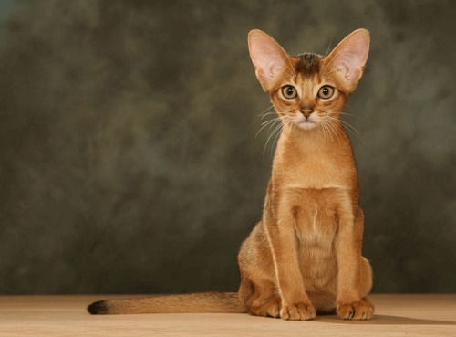 hình dáng giống mèo Abyssinian