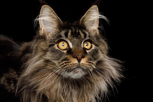 mèo maine coon hà nội