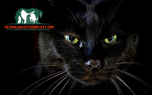Mèo đen vào nhà ban đêm là điềm gì? Tốt hay Xấu? Đánh số mấy