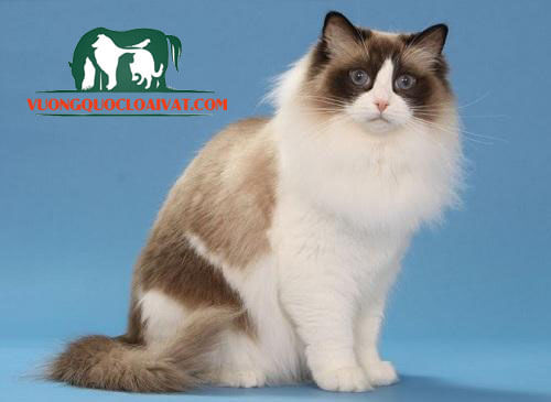 mèo ragdoll giá bao nhiêu